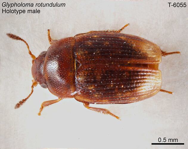 Beetle specimen, male, dorsal view.
