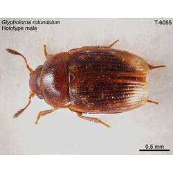 Beetle specimen, male, dorsal view.