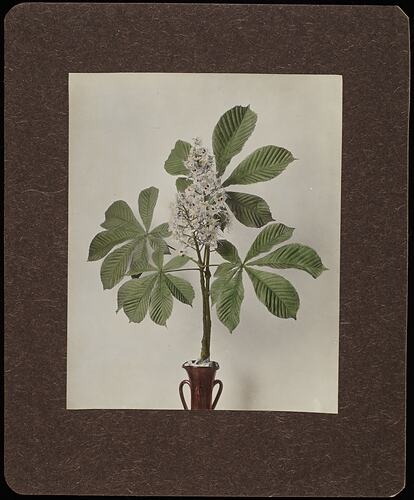 Still life of white flowers with corrugated green leaves in a vase.