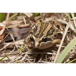 Brown blotched frog on dark ground.