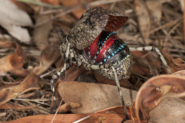 <em>Acripeza reticulata</em>, Mountain Katydid. Budj Bim Cultural Heritage Landscape, Victoria.
