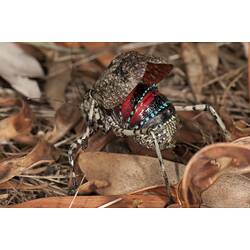 <em>Acripeza reticulata</em>, Mountain Katydid. Budj Bim Cultural Heritage Landscape, Victoria.