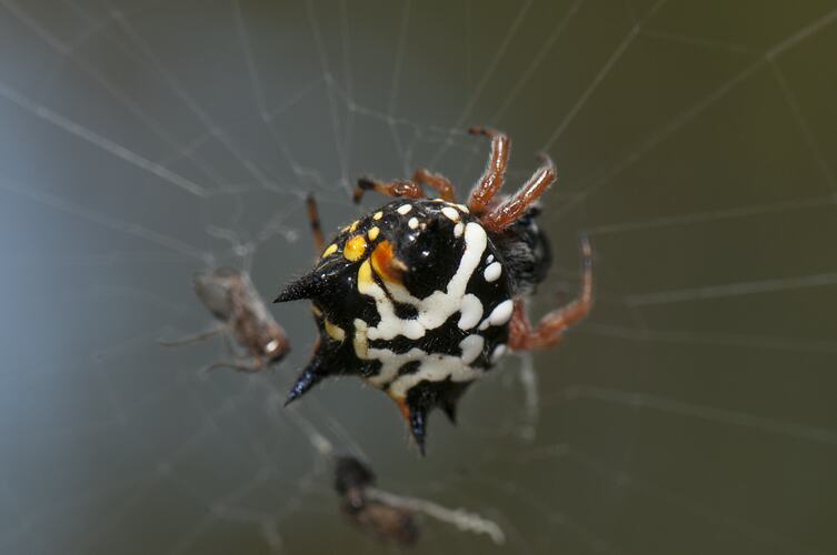 Black, white and yellow spiny spider on web.