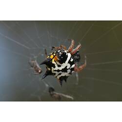 Black, white and yellow spiny spider on web.