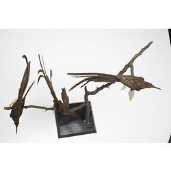 Three long-tailed taxidermied birds on a branch viewed from above.