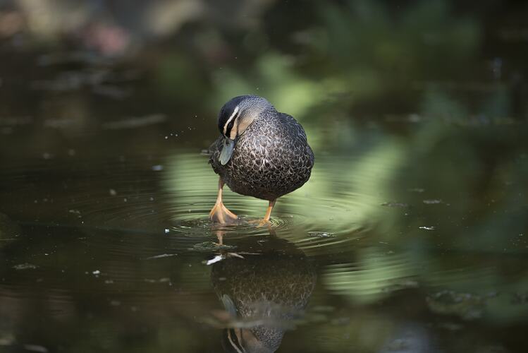 Duck standing in shallow water.