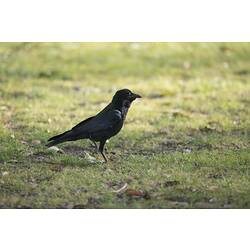 <em>Corvus mellori</em>, Little Raven. Fitzroy Gardens, Melbourne, Victoria.