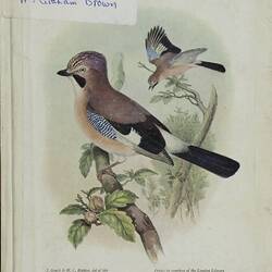 Front cover of a diary showing a bird with a black and white tail.