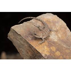 Beige lizard on sandy-coloured rock.