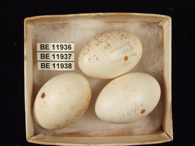 Three bird eggs with specimen labels in box