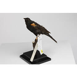 Mount of black bird with orange wing patches, side view.