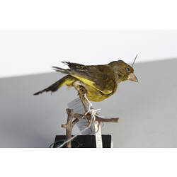 Goldfinch specimen mounted on plinth.
