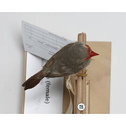 Mottled grey bird speicmen with red face, viewed from above.