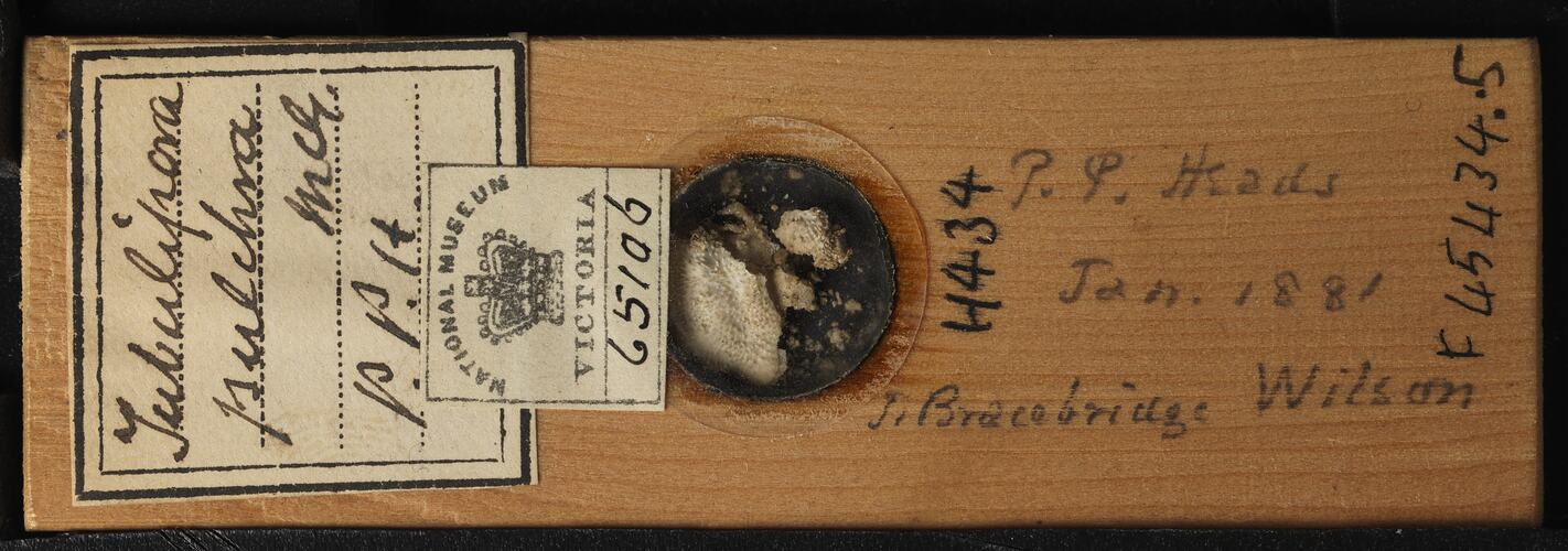 Bryozoan specimen in wooden microslide with handwritten labels.