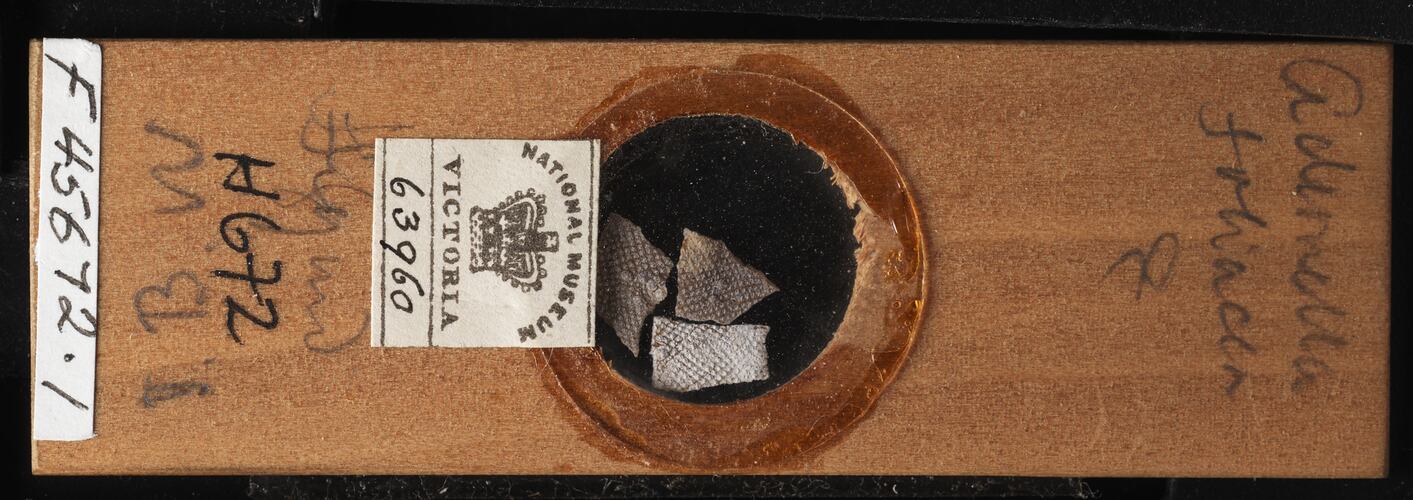 Top view of bryozoan specimen on wooden microslide.