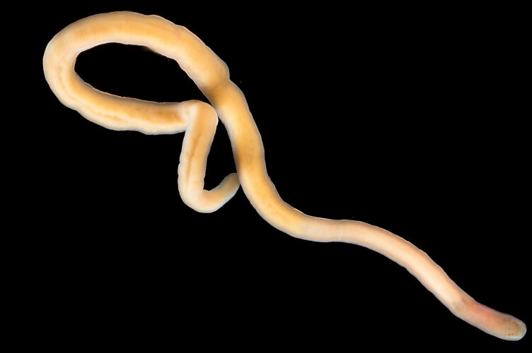 Long narrow pink-cream worm against black background.