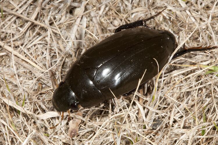 <em>Hydrophilus (Hydrophilus) latipalpus</em>, water beetle. Budj Bim Cultural Heritage Landscape, Victoria.