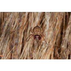 Brown spider with pointy abdomen on a web.
