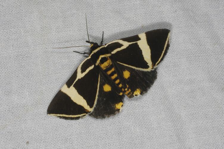 Black moth with yellow-orange spots and stripes on wings.