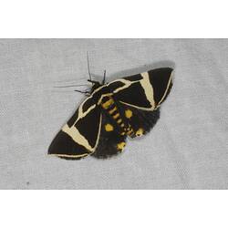 <em>Fodina ostorius</em> (Pfitzner, 1805), Noctuid moth