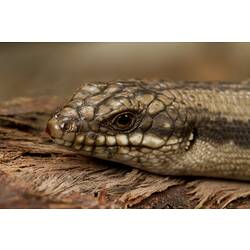 Tree Skink.