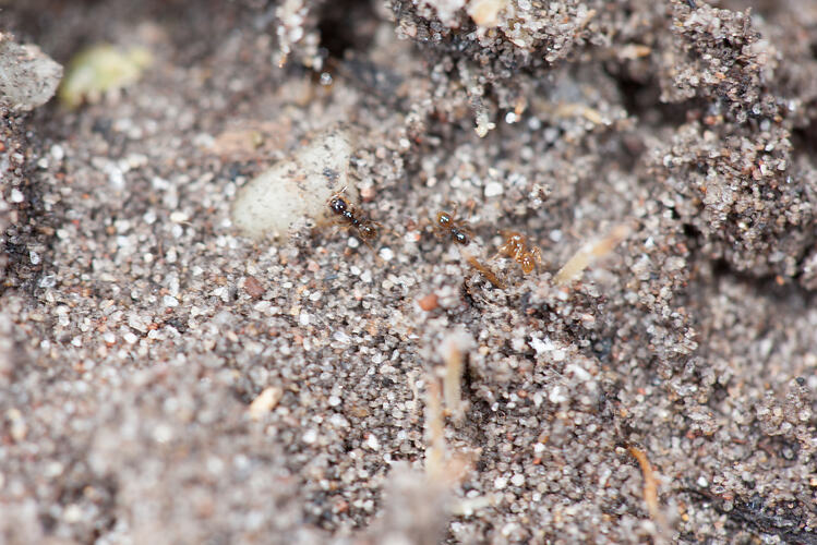 Brown and orange ants on sand.