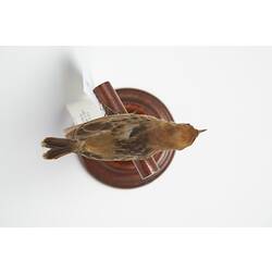 <em>Cisticola exilis exilis</em>, Golden-headed Cisticola, mount.  Registration no. 3010.