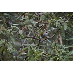 Cluster of small grey birds with red faces in a bush,
