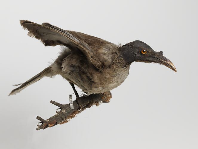 Brown bird specimen with long beak mounted with wings spread on branch.