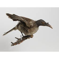 Taxidermy mount - Noisy Friarbird, Gunbower Area, 1857 <em>Philemon corniculatus monarchus</em>