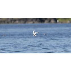 Whiskered Tern.