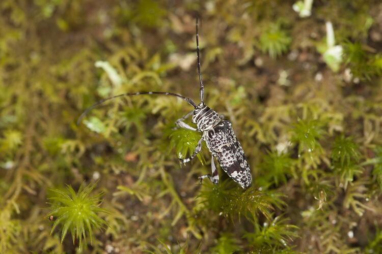 Family Cerambycidae, longhorn beetle. Mitchell River National Park, Victoria.