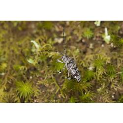 Family Cerambycidae, longhorn beetle. Mitchell River National Park, Victoria.