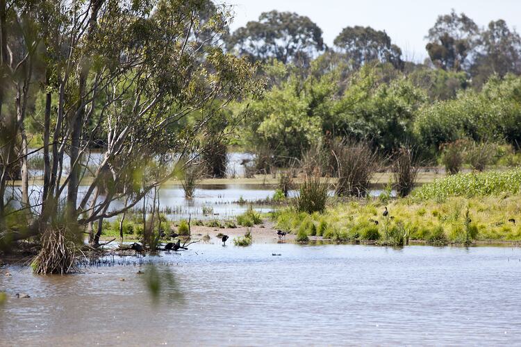 <em>Porphyrio porphyrio</em>, Purple Swamphen. Sale Common State Game Refuge, Victoria.