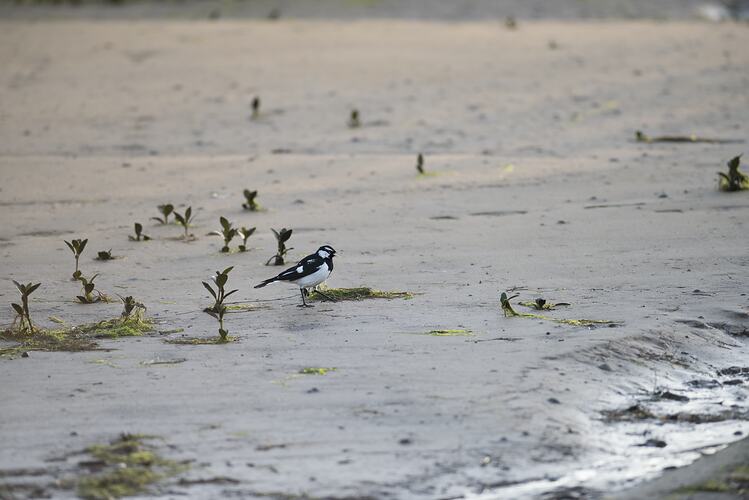 Black and white bird standing on mud flat.