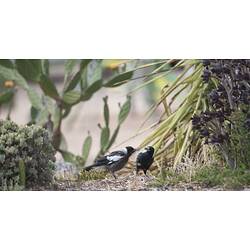 Australian Magpie, <em>Cracticus tibicen</em>. Bendigo, Victoria.