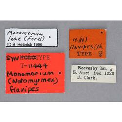 Entomology type specimen labels.