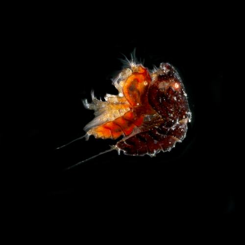 Amphipod.