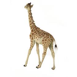 Side-rear view of juvenile giraffe specimen.