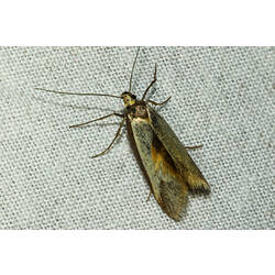<em>Philobota protecta</em>, moth. Murray Explored Bioscan.