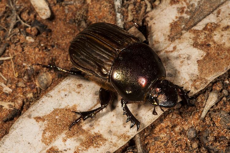 <em>Onthophagus</em> sp., scarab beetle. Neds Corner, Victoria.