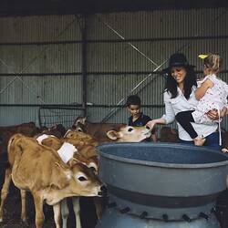 Digital Photograph - Sallie Jones Feeding Calf with Children, Jindivick, Victoria, 23 Nov 2016