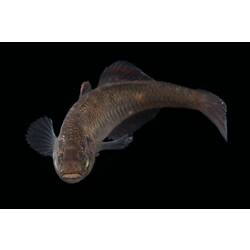 Carp Gudgeon.