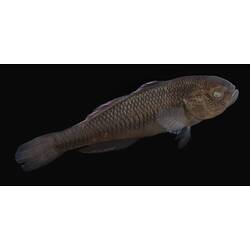Carp Gudgeon.