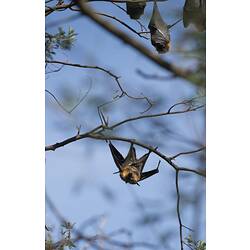 Flying-fox, wings slightly spread, hanging from branch.