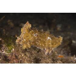 Knobbly yellow cuttlefish.