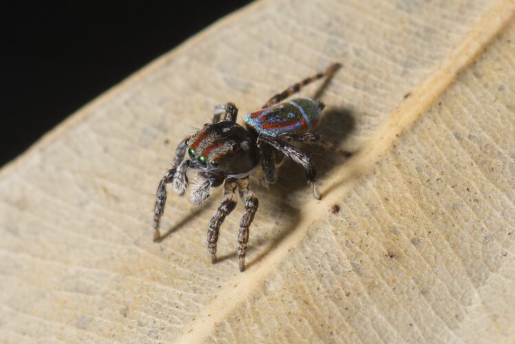 Jumping spider.