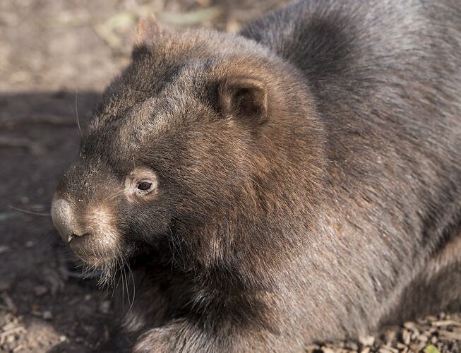 Common Wombat.