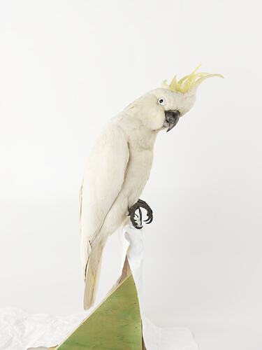 Side view of sulphur-crested cockatoo specimen on mount.