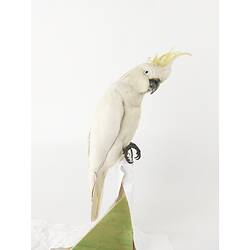 Side view of sulphur-crested cockatoo specimen on mount.